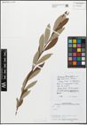 Foto von Salix aegyptiaca L. x Salix elbursensis Boiss.